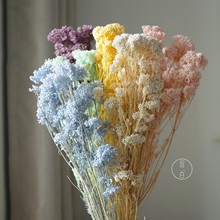 永生漂色小米花白色保鲜花云朵花干花批发浅色马卡龙家居装饰摆件