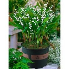 lѿmСԾGֲͺNL҃Ȼֲ