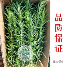 �����r�Ե��㡿��ʳ�ð�����ţ���R�޲�ͪ�Ե����t�Ɵ�����̫��