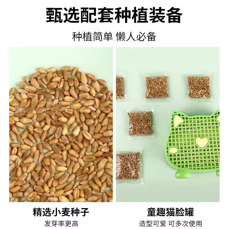 hierba para gatos perezosos semillas de trigo hidropónico sin suelo bulbos de pelo para gatos adultos bulbos de pelo para gatos jóvenes semillas de pelo para gatos menta para gatos artículos para gatos