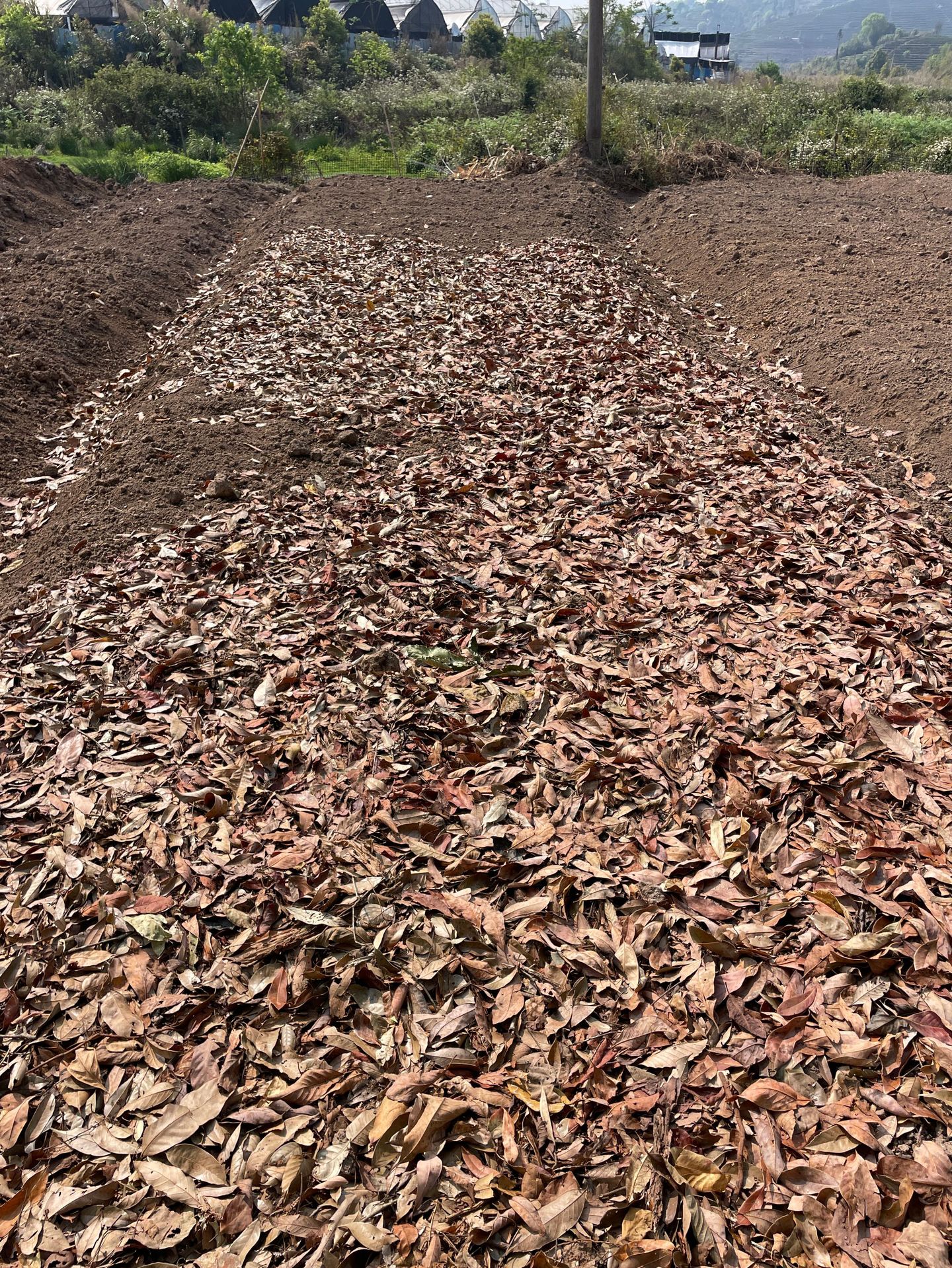 鱼腥草种植 (22).JPG