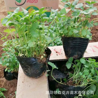 青州基地地被蛇莓花卉 园林景观多年生蛇莓营养杯苗 蛇莓盆栽批发