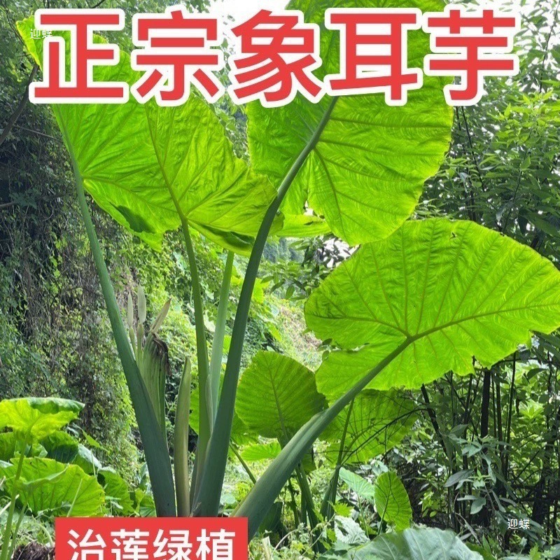 Крупное зелёное комнатное растение «слоновье ухо», таро, в горшке, для гостиной и двора.