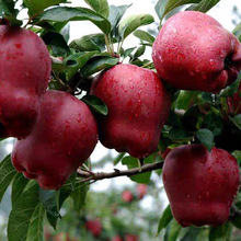直销苹果树苗 花牛苹果苗 嫁接苹果苗可盆栽地栽南方北方种植果树