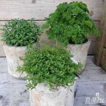 Thyme plant herb sage oregano parsley rosemary羳l