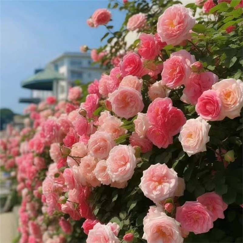 Semillas de flor de rosa, flores grandes, rosas, enredaderas, semillas de flores de rosas, cuatro estaciones, jardín, enredaderas, plantas trepadoras, semillas de flores
