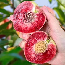河南血桃5斤孕妇新鲜水果整箱当季现摘红肉桃子朱砂红胭脂红代发