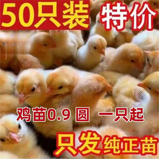 С�u�������S�u���_���u����w�G�����J������u���u�Ž�t�u����