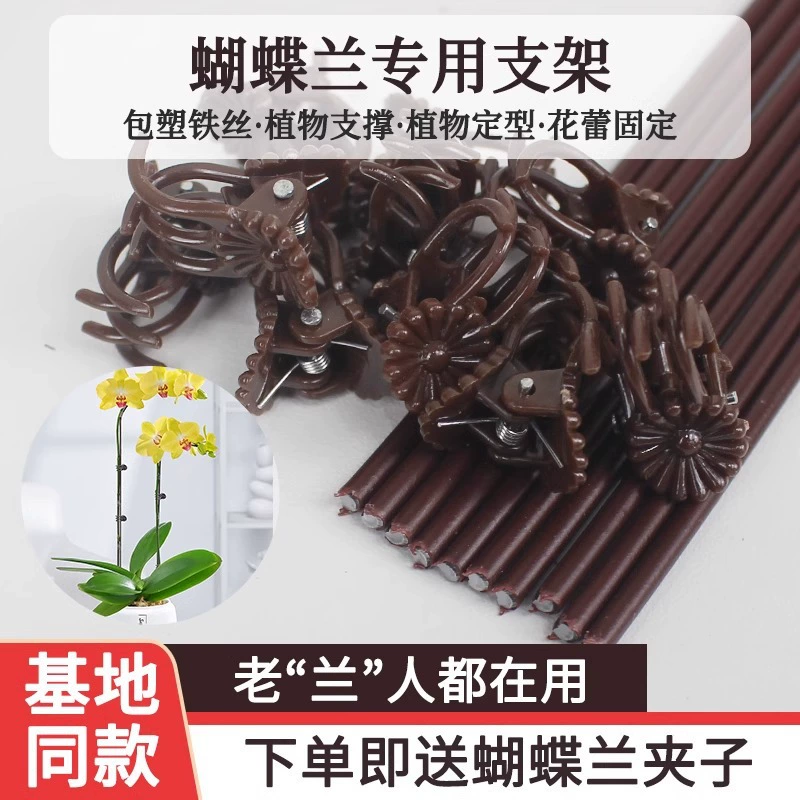 Фоленопсис кронштейн зажим для специальных фиксированных рептилий