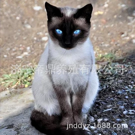 猫;狗