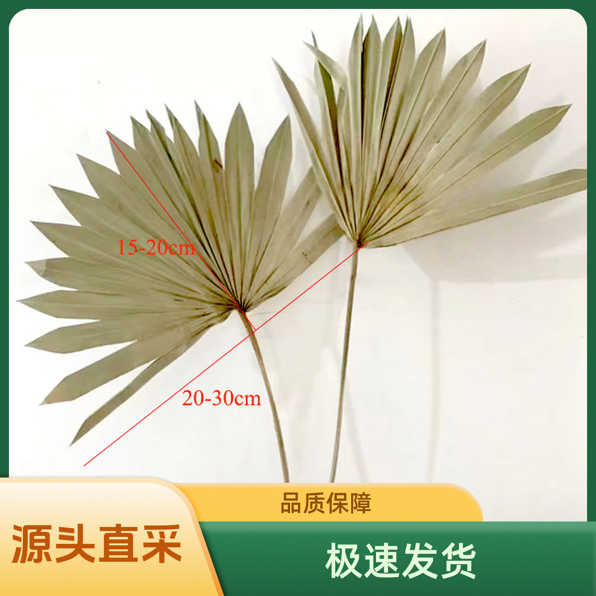 观音扇太阳扇蒲扇天然植物干花叶子 迷你扇插花工艺品婚庆软装