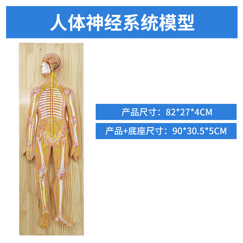 ������ϵͳ ѪҺѭ��ϵͳ ����ϵͳ ����ϵͳ �ڷ��� ������