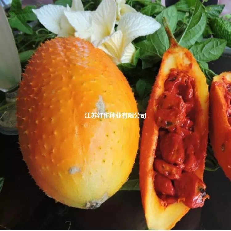 Урожай семян момордики и урожай нового лекарства для цветения леса в сезон