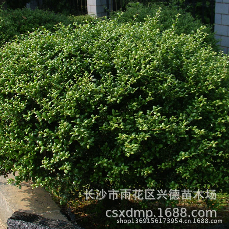 Саженцы голуболистной холли в скорлупе черепахи, цена на шарик голуболистной холли из Хунани, профессиональные саженцы для озеленения и садоводства