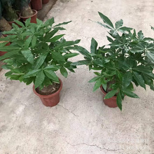 �lؔ��ΗU������ֲؔ���҃Ⱥ��B�GֲС���Կ͏d����������lֱ��