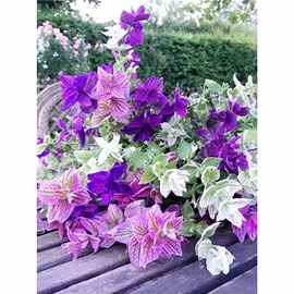 彩苞鼠尾草种子四季阳台彩绘粉萼洋苏草籽可食用香草室外阳台盆栽