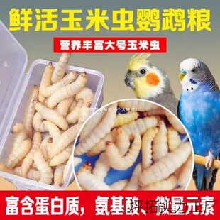 ���x�������x�B�����B�x�x������С�x��DϞ�����x�ڼZ���x�~�D