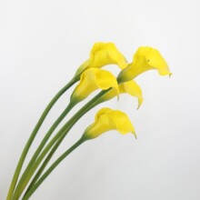 花批发PU大海芋大马蹄莲艺术插花花材摄影道具婚庆装饰花假花