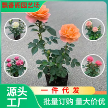 һ�����lõ�廨�绨�ܹ�֭�̨���Ԏ������҃����ļ��^��ֲ���