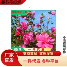 一件代发木槿花树苗丛生重瓣木槿树庭院大型耐寒绿化风景花树小木