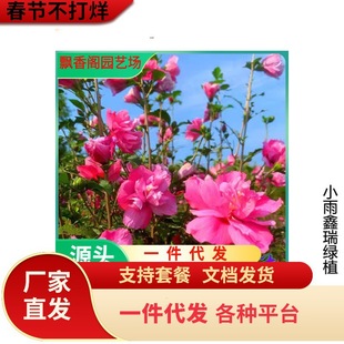 һ�����lľ�Ȼ����煲���ذ�ľ�Ș�ͥԺ�����ͺ��G���L������Сľ