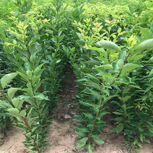 Plum base direct delivery wholesale plum saplings north and south planting potted garden fruit seedlings