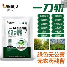 哈茨木霉菌淡紫紫孢菌以菌治菌抗重茬蔬菜通用肥