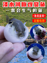 弓斑小河豚观赏鱼活体潜水艇宠物斑马狗头鱼巧克力娃娃鱼广温淡水