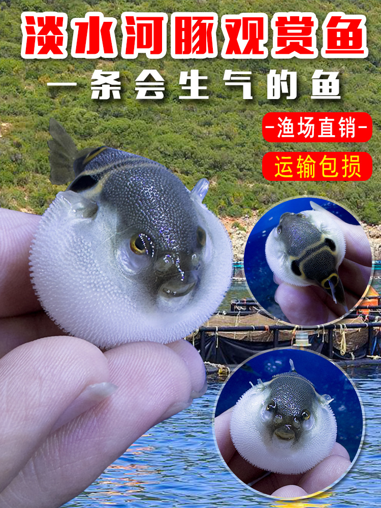 弓斑小河豚观赏鱼活体潜水艇宠物斑马狗头鱼巧克力娃娃鱼广温淡水