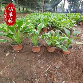 玉簪花苗庭院花坛花镜植物四季好养金边青叶多年生耐寒花卉耐阴