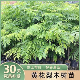 正宗海南黄花梨黄花梨树苗降香黄檀苗名贵树苗珍稀绿植树带土带叶