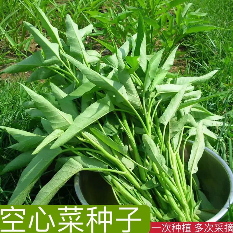 Семена водной шпинатной капусты с крупными листьями, семена водной шпинатной капусты с листьями ивы, всесезонные посадки на балконе, в саду, органические овощные семена.