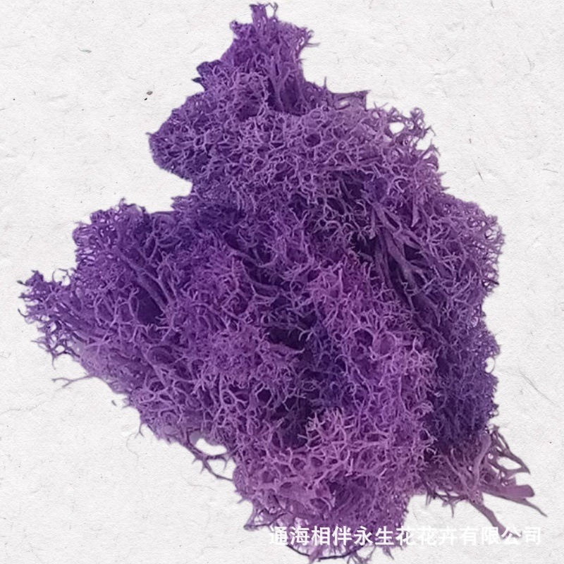 Dazzling Purple·Eternal Moss