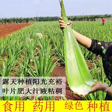 �ɳԵ��J�C��������J�C���ԾGֲ�����J�C����ʳ���J�Cֲ���r�~Ƭ