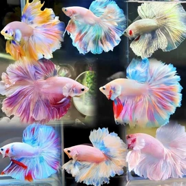 万圣节摆件;花盆容器;盆栽