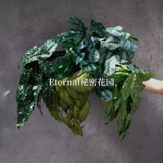 壁挂绿植藤蔓森系仿真植物墙天然藤条植物景观园林造景仿真盆栽