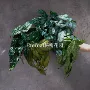 园林景观植物盆栽藤蔓