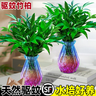 ������ˮ��ֲ�����ԾG�}�����҃��⻨�r���k�����ļ��Gֲ�lؔ��