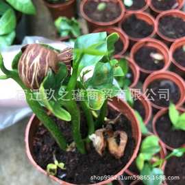 批发新采摘发财树种子绿色盆栽阳台容易发芽种子饱满盆景绿植