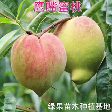 ���������� ˮ���Ҙ��� �޽����������� �Ϸ������Nֲ ���������