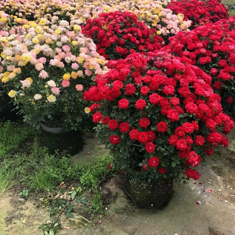 Детская оптовая продажа Китайский розовый шар ротанга Радуга и маленькая девочка Китайский розовый шар Базовая происхождение льготная цена