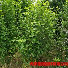 ľȻֱͥԺ@־GɫK繤̾Ghֲ^pľȘ