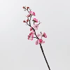 Zhongzhi Plum Pink