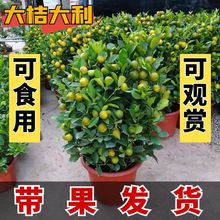 �ļ��۽������������Ԏ�����ʳ�ô������҃��̨�������ܟ��u