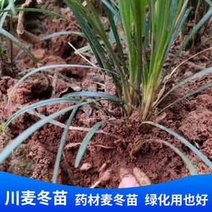 Sichuan Mianyang Ophiopogon Japonicus Seedlings Medicinal Materials for Seedlings House Courtyard Greening Lawn Ophiopogon Japonicus Grass Evergreen Fine-Leafed Ophiopogon Japonicus All Year Round