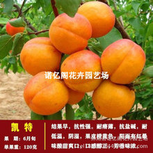 凯特杏子苗嫁接特大早熟甜杏苗大黄杏庭院种植当年结果地栽杏树苗