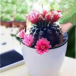 Plantas suculentas cactus plantas en maceta cactus de oficina planta en maceta cactus plantas en maceta flores en maceta