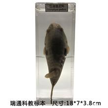 �����~��������׽̘˱�����ֲ��ģ���ЌW������ս̌Wչʾ�x��