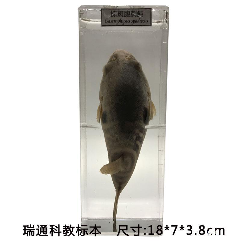 海洋鱼生物浸制幼教标本动物植物模型中学生物科普教学展示仪器