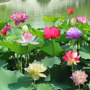�^�p�ɻ��箔���_��ɏźˮ��ֲ����ͷNź�N������ɏź�N����ˮ��